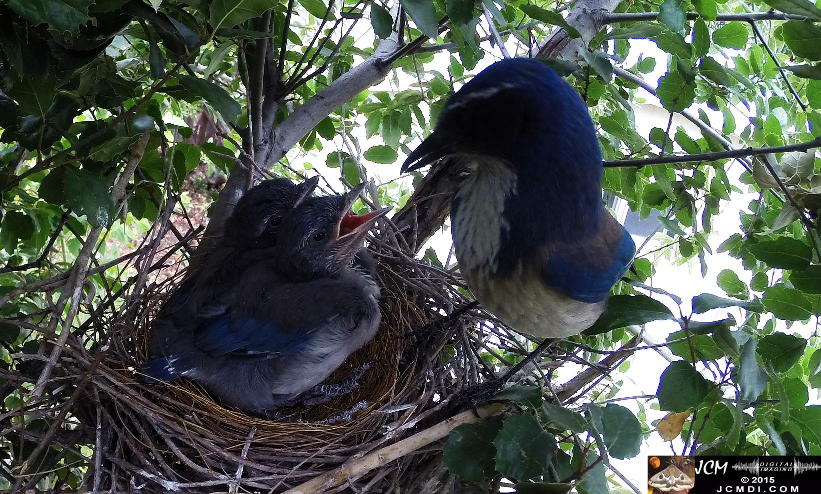 Scrub Jay Documentary chicks getting fed